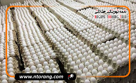 قیمت مصوب تخم‌مرغ درب مرغداری به ۶۱ هزار تومان رسید